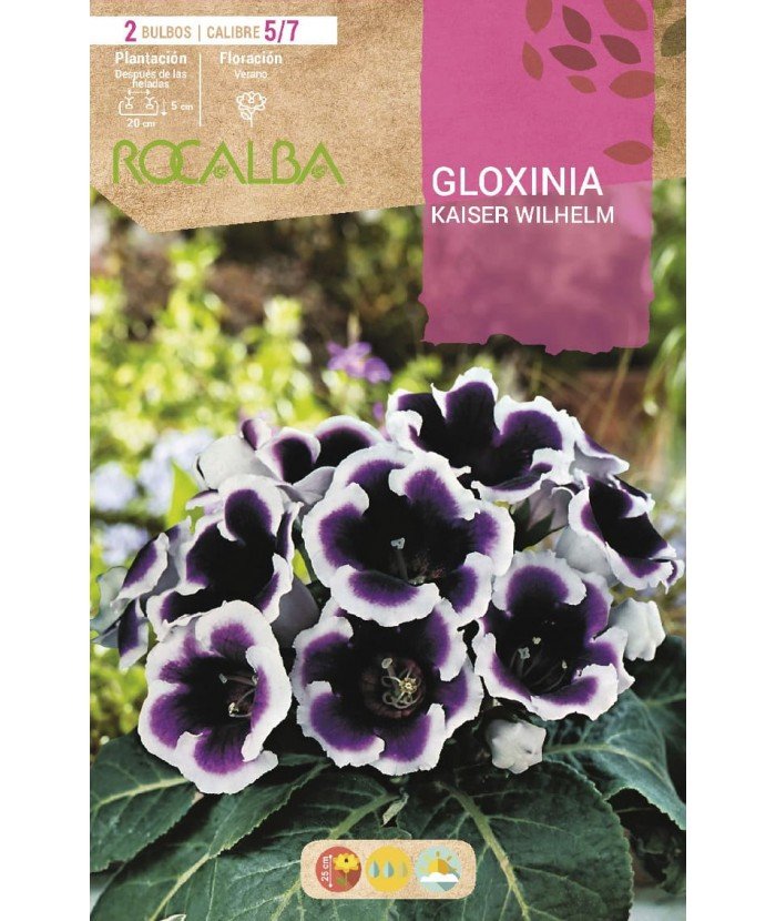 Gloxinia Kaiser Wilhelm Azul Borde Blanco