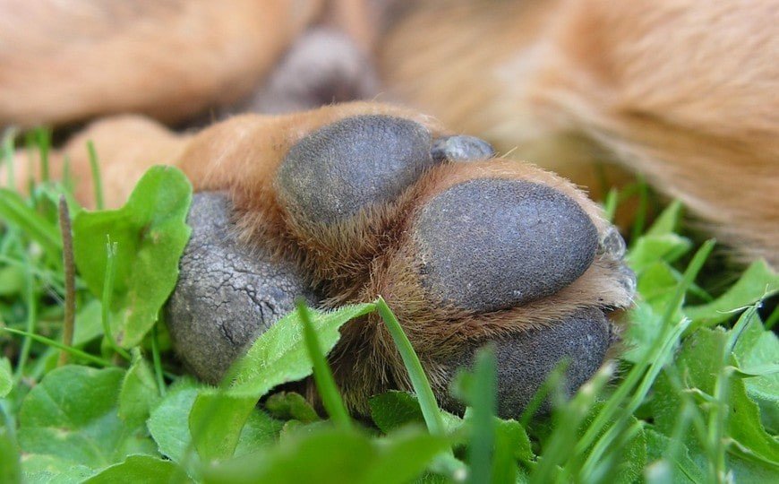 Cuidados y tratamientos de almohadillas plantares de perros 